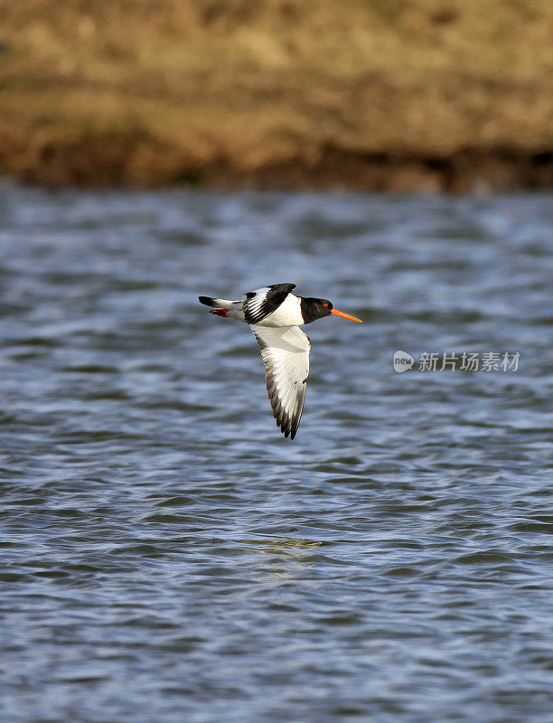 捕牡蛎者(oematopus ostralegus)